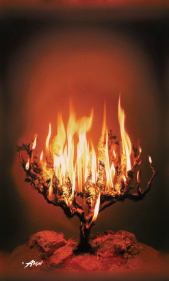 Burning Bush Card