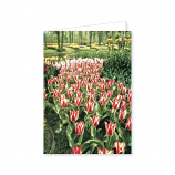 Ack. Botanical # 2