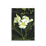 Ack. Botanical # 3